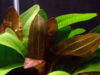 Echinodorus rubin