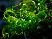 Echinodorus sp tortifollia