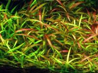 Echinodorus tenellus red