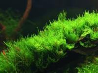 Erect moss