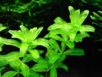 Hemianthus micranthemoides