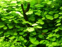 Hydrocotyle leucocephala