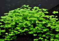 Hydrocotyle tripartita