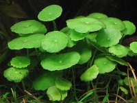 Hydrocotyle vulgaris