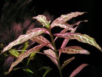 Hygrophila Rosanervig