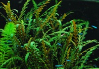 Hygrophila pinnatifida