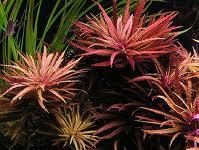 Limnophila aromatica