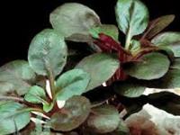 Lobelia cardinalis mini