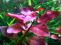 Ludwigia repens rubin