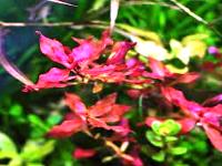 Ludwigia super red