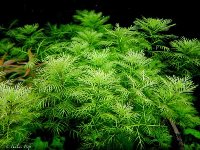 Myriophyllum mattogrossense