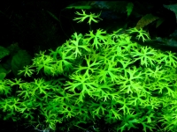 Ranunculus inundatus