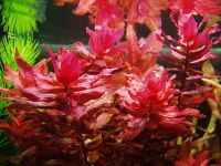 Rotala macrandra