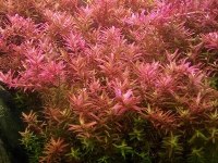 Rotala rotundifolia