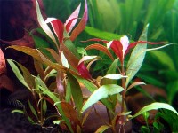 alternanthera reineckii