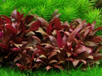 alternanthera reineckii sp mini