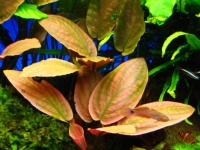 lagenandra meeboldii